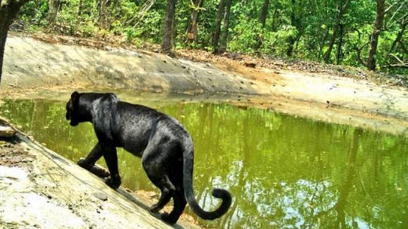 Netravali Wildlife Sanctuary, South Goa, Goa - Vushii.com Netravali Wildlife Sanctuary, South Goa, Goa - Vushii.com